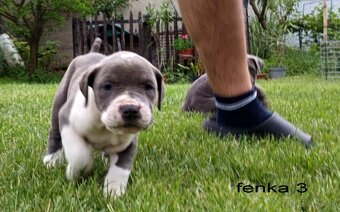 Americký stafordsirsky terier, american bully XL - 11