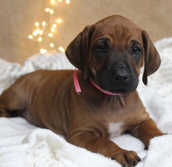 Rodézsky Ridgeback - 11