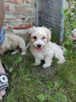 Maltipoo (malteze +Pudel = maltipoo) - 11