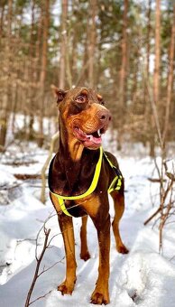 Doberman šteniatka - 11