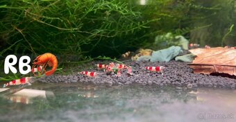 PREMIUM AKVA KREVETKY🦐Caridina a Neocaridina- Odber Zilina - 11