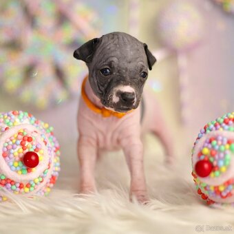 Americký bezsrstý teriér s PP FCI - 11