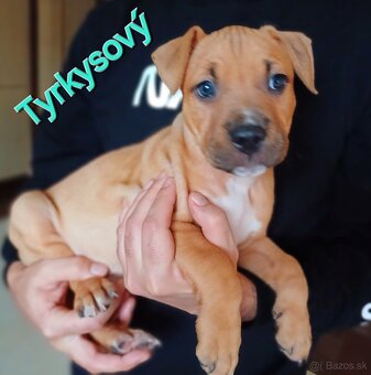 Americký stafordširský teriér - 11