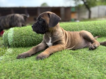 Cane Corso s PP - 11