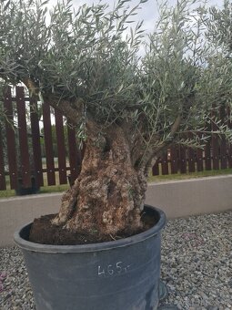 Olivovnik bonsai - 11
