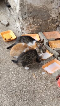 Darujem mačiatká - 11