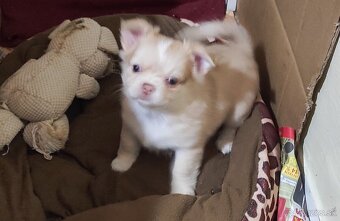 čivava dlhosrsta - 11