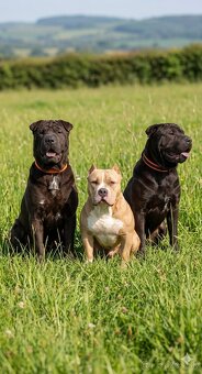 Crossbreed bully 75% - 11