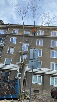 Výrub a opilovanie stromov LACNO A BEZPEČNE - 11