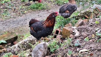 Kohuty Marans Medenokrka - 11