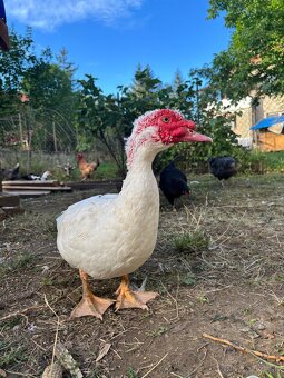 Pyžmove kačky - 11