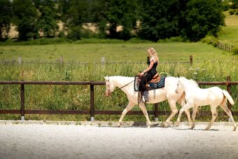 Cremello klisnička s odznaky s reining/cutting původem - 11