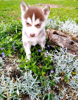 Sibirsky husky hasky - 11