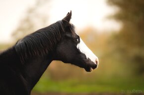 Roční American Quarter Horse black klisna, vnučka Gunnera - 11