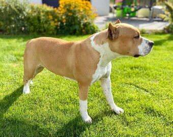 Americký Stafordšírsky teriér s PP 🐾🩷🩵🐶 - 11