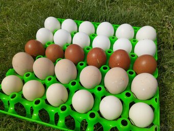 Marans pšenična, Appenzelsky chocholaci, Hamburcanky - 11