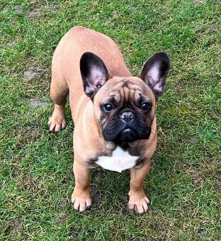 Francouzsky buldoček s PP - psík - 11