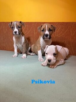 Americky Stafordšírský Terier šteniatka s PP - 11