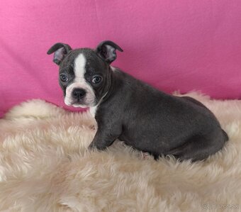 Bostonský teriér  Modré šteniatka z PP - 11