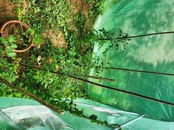 Za super cenu 24 m2 záhr.chatka v Glianoch - 11