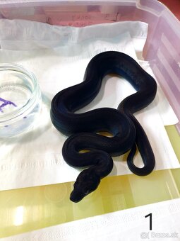 Veľhad královský - 11