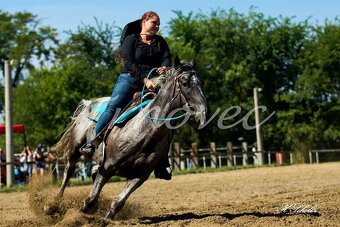 Appaloosa pripúšťanie - 11
