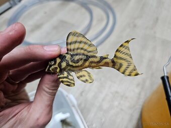 Pleco, Hypancistrus, Ancistrus long fin, sumce - 11