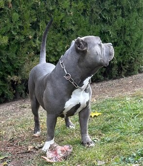 American Bully s PP - 11