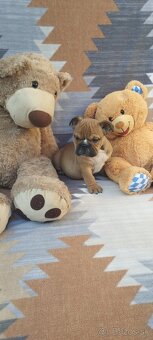 Anglický bulldog - 11