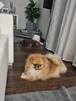 Predám šteniatka POMERANIANA - 11