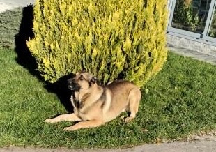 Predám šteniatka - 11