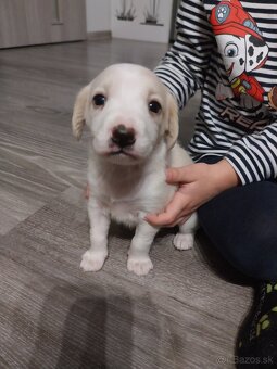 Darujem šteniatka - 11