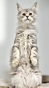 HEIDI 🤍 s PP Maine Coon Mainská myvalia - 11