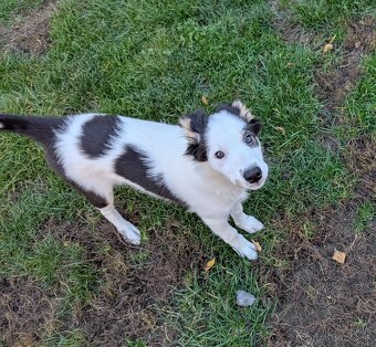 Border kolia tricolor - 11