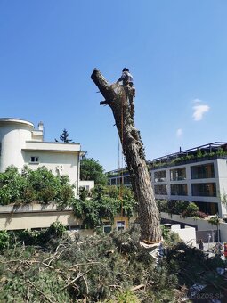 Výrub stromov, Rizikový orez, Starostlivosť o zeleň - 11