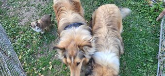 Kolia dlhosrsta - 11