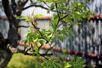 RMC Tokina 28mm / F2,8 / M42 - 11