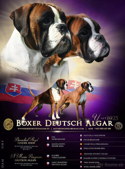 Nemecký boxer s PP - 11