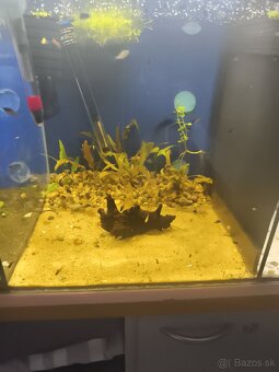 Akvárium - 11