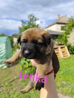 Belgický ovčiak Malinois / Nemecký ovčiak - 11