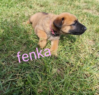 Belgický ovčiak Malinois / Nemecký ovčiak - 11