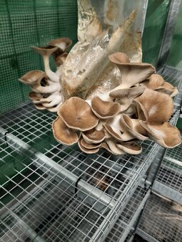Hliva,Shitake,Maitake,Koralovec a iné - 11