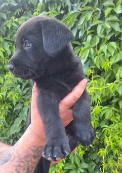 Šteniatka labrador x NO - 11