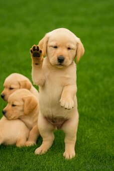 šteniatka labrador a IHNEĎ - 11