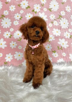 Pudel toy/trpasličí - pudlík - poodle red apricot - 11