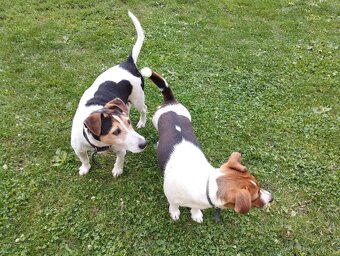 Jack Russell Teriér šteniatka - 11