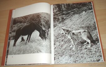 Osamělá vlčice - 11