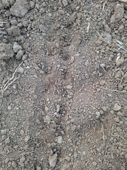 Pritlačné koliečka na sejací stroj na kukuricu - 11