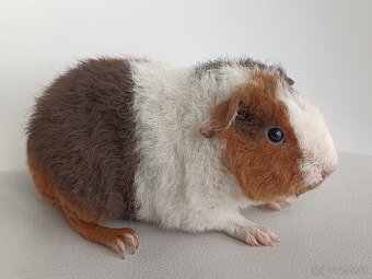 Morské prasiatka - 11