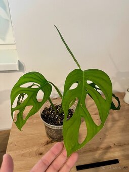 Monstera thai, Monstera albo, Monstera esqueleto - 11